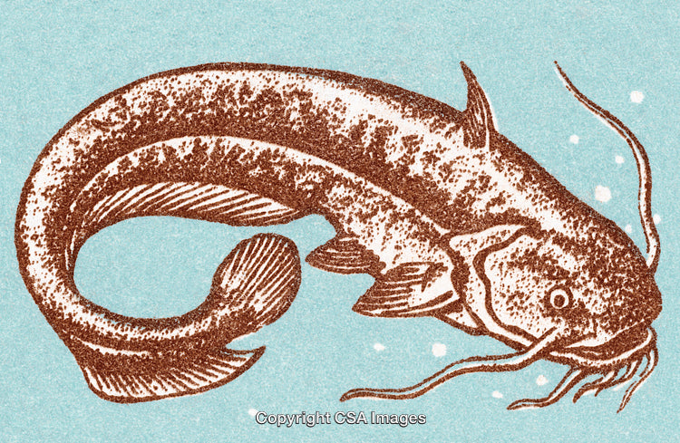 Detailed Vintage Illustration of a Catfish on a Textured Aqua Background
