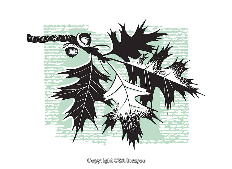 Colorful Illustration of Oak Leaves and Acorns on a Textural Background