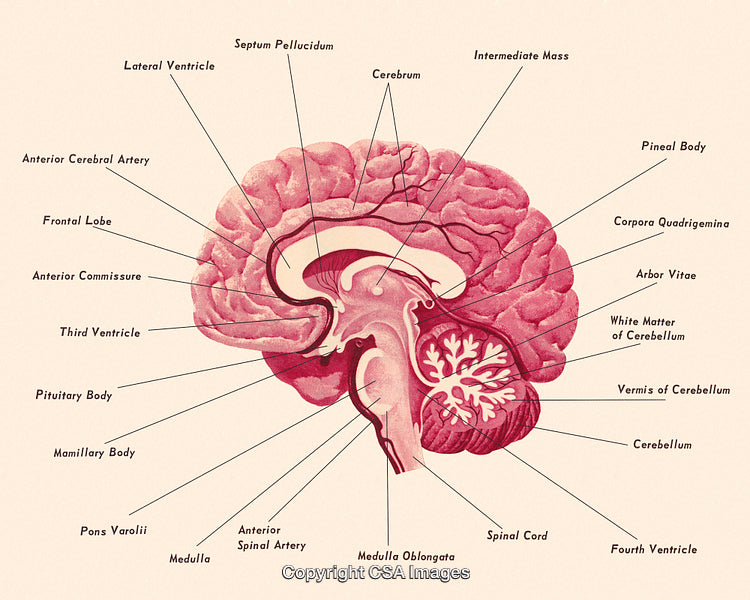 Detailed Diagram of the Human Brain Anatomy With Labeled Structures