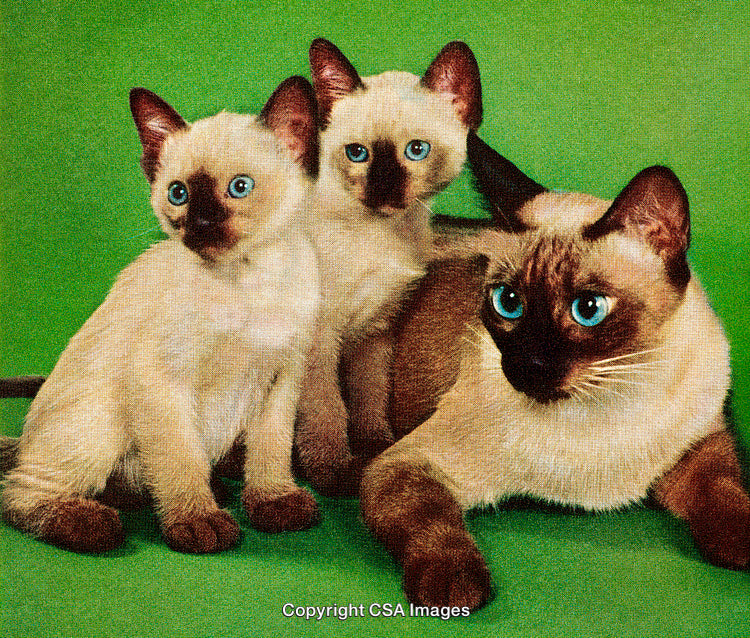 Siames Cats Resting Together on a Vibrant Green Background