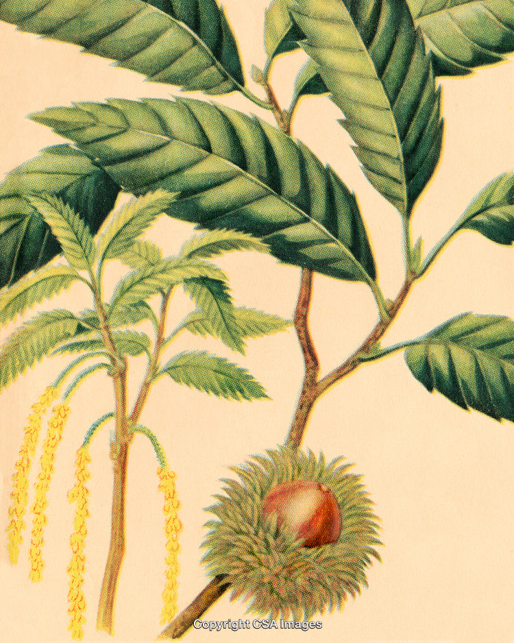Botanical Illustration of Chestnut Tree with Leaves and Spiny Nut