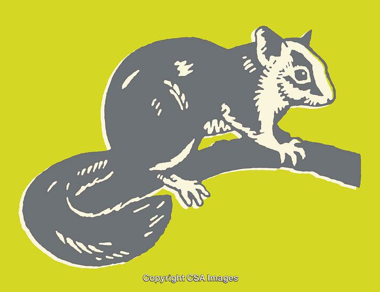 Stylized Line Art Illustration of a Squirrel on a Bright Green Background