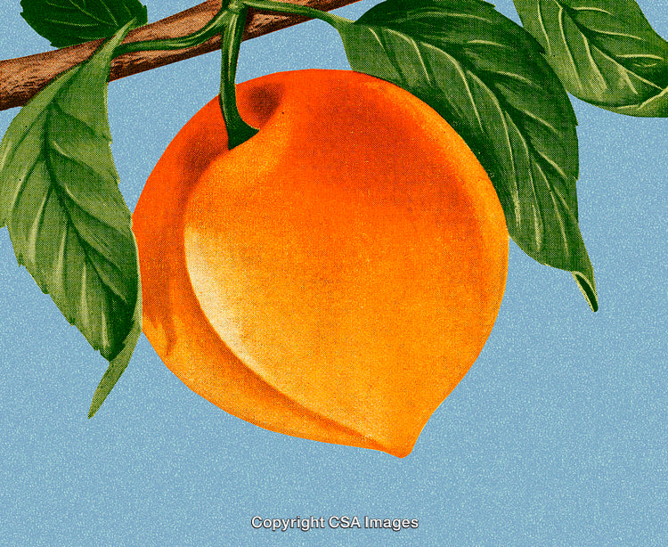 Close-Up of a Ripe Orange Fruit on a Branch with Foliage