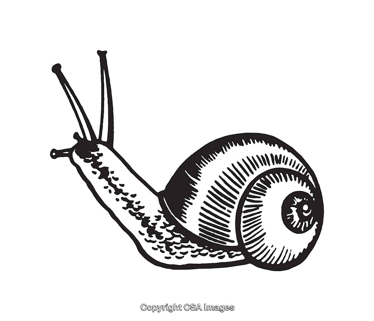 Black and White Line Art of a Snail Illustration Closeup