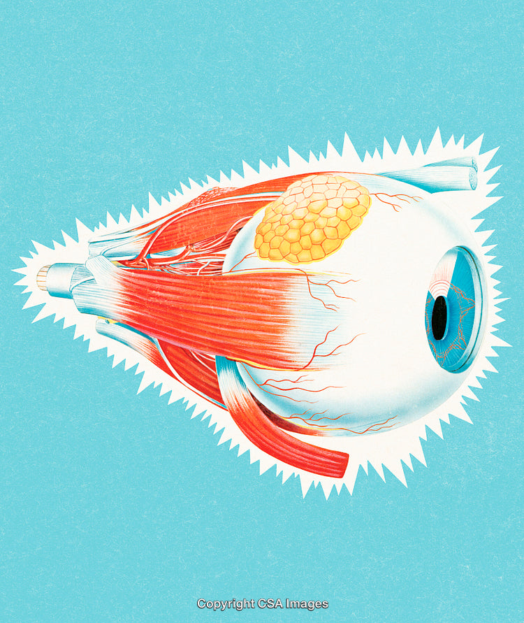 Color Illustration of Human Eye Anatomy with Muscles and Vessels