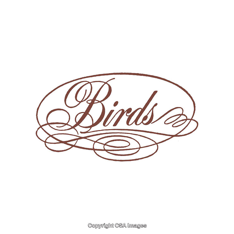 Elegant Calligraphic Style Text Depicting the Word Birds in Ornate Design