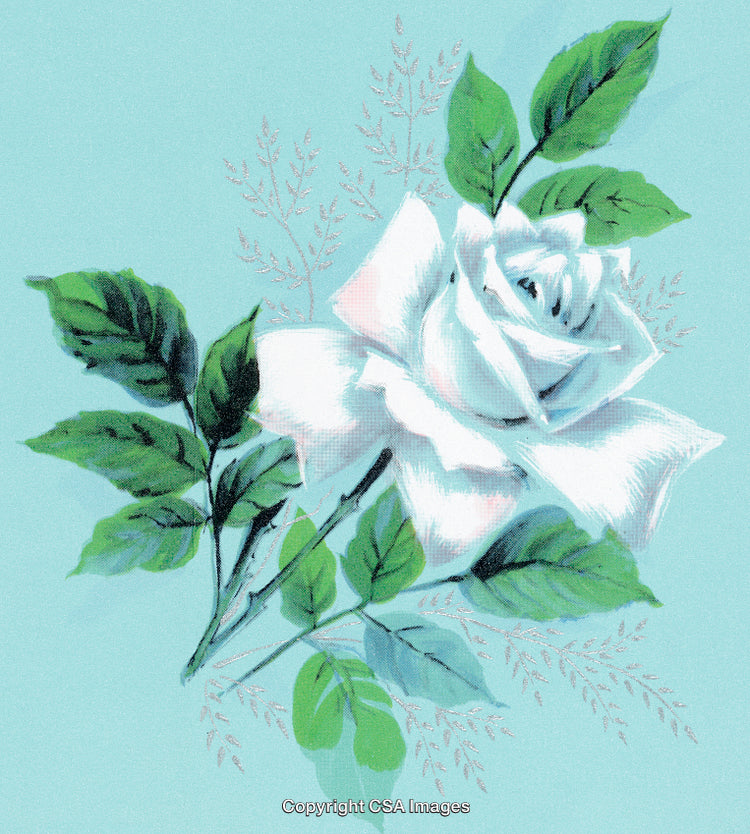 Elegant White Rose Illustration on a Soft Blue Background