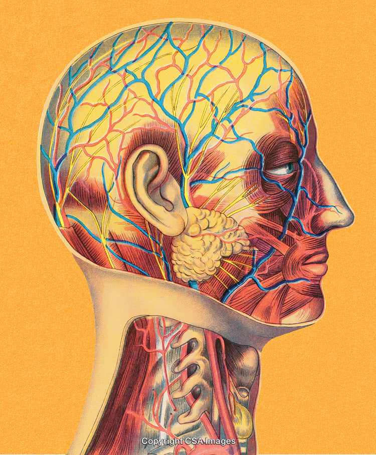 Detailed Anatomical Illustration of the Human Head and Neck