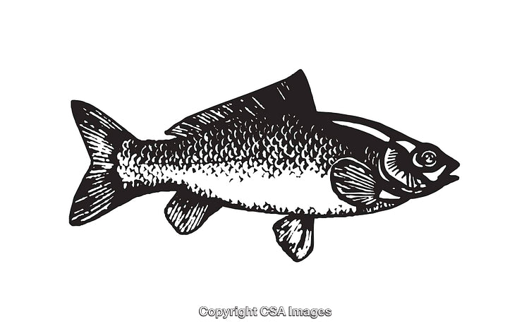 Black and White Line Art Illustration of a Detailed Fish Shape
