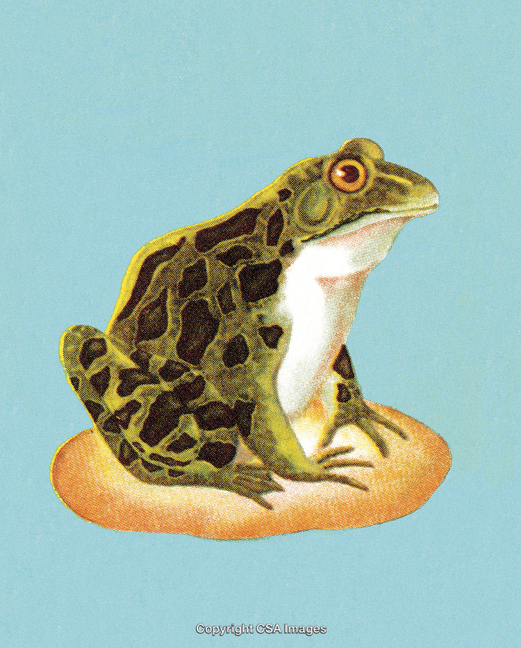 Illustration of a Vibrant Green Frog on a Blue Background
