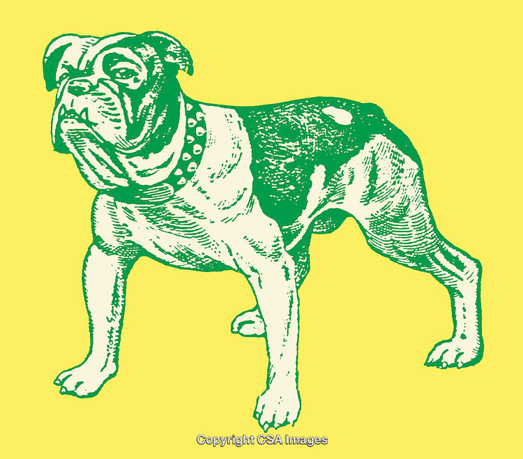 Colorful Line Art Illustration of a Bulldog on a Bold Yellow Background