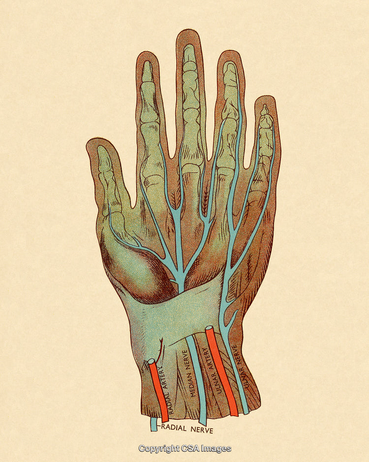 Anatomical Illustration of Hand Nerves and Blood Vessels on Beige Background