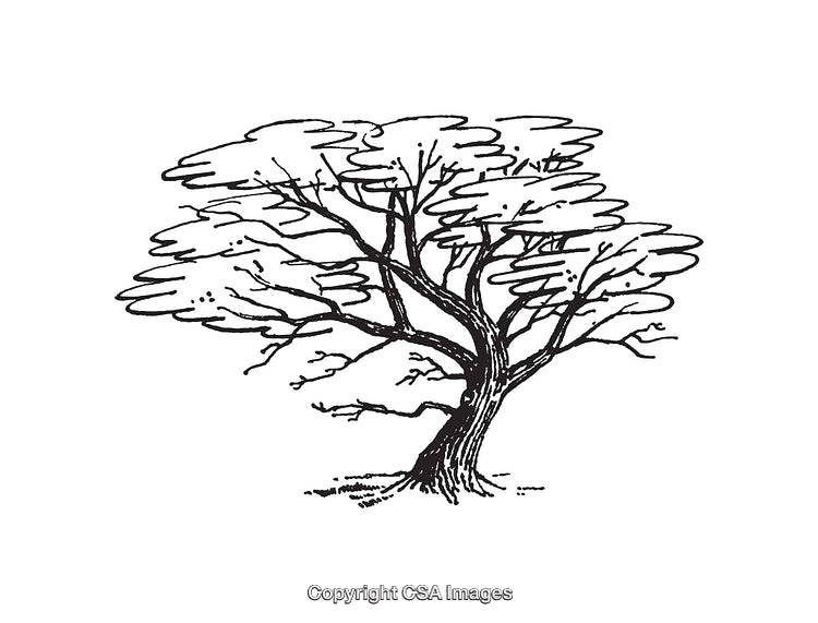 Detailed Black and White Illustration of a Tree with Spreading Branches