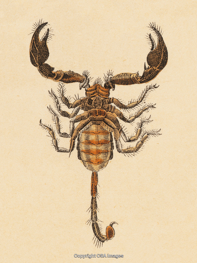 Detailed Illustration of a Scorpion with Intricate Design on Neutral Background