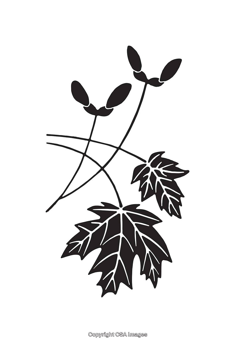 Black and White Line Art of Maple Leaves and Seeds