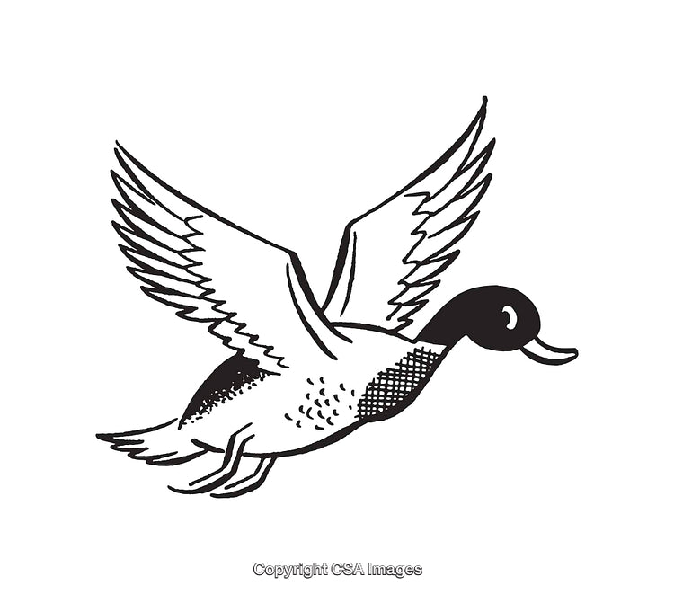 Flying Duck Line Art Illustration in Black and White