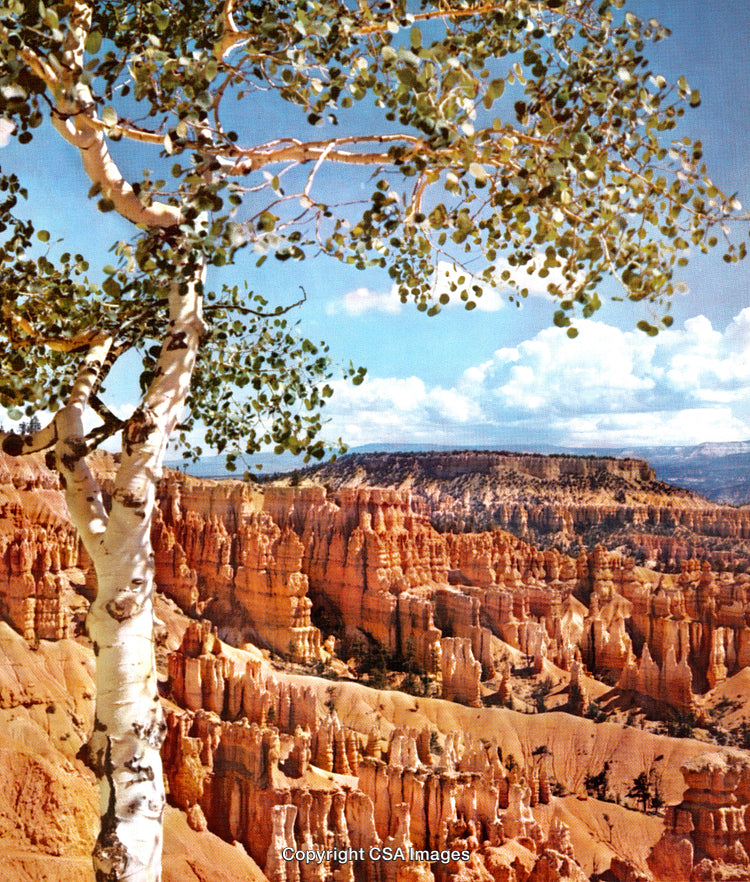 Scenic Desert Landscape with Tree Overlooking Canyon and Sandstone Formations