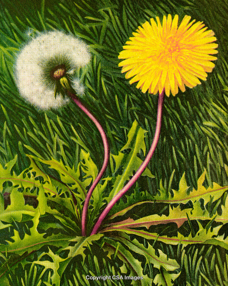 Bright Yellow Dandelion and White Seed Head Against Green Grass