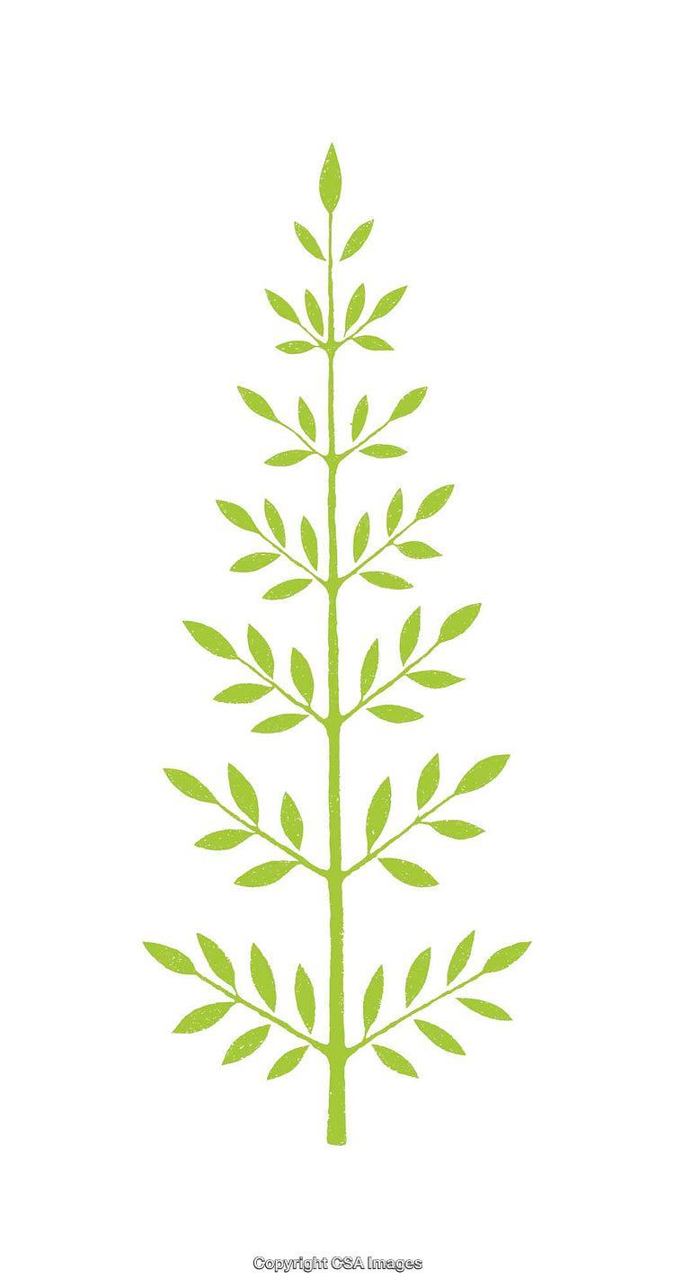 Minimalistic Green Plant Illustration Featuring Intricate Branching Leaves on White Background