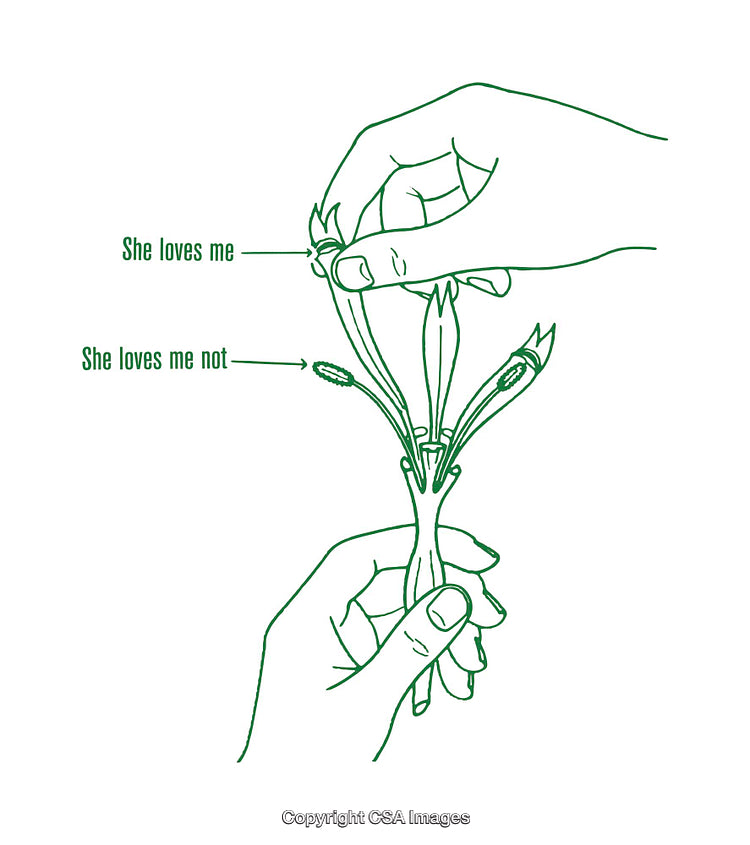 Diagram Depicting a Hand and the "She Loves Me, She Loves Me Not" Tradition
