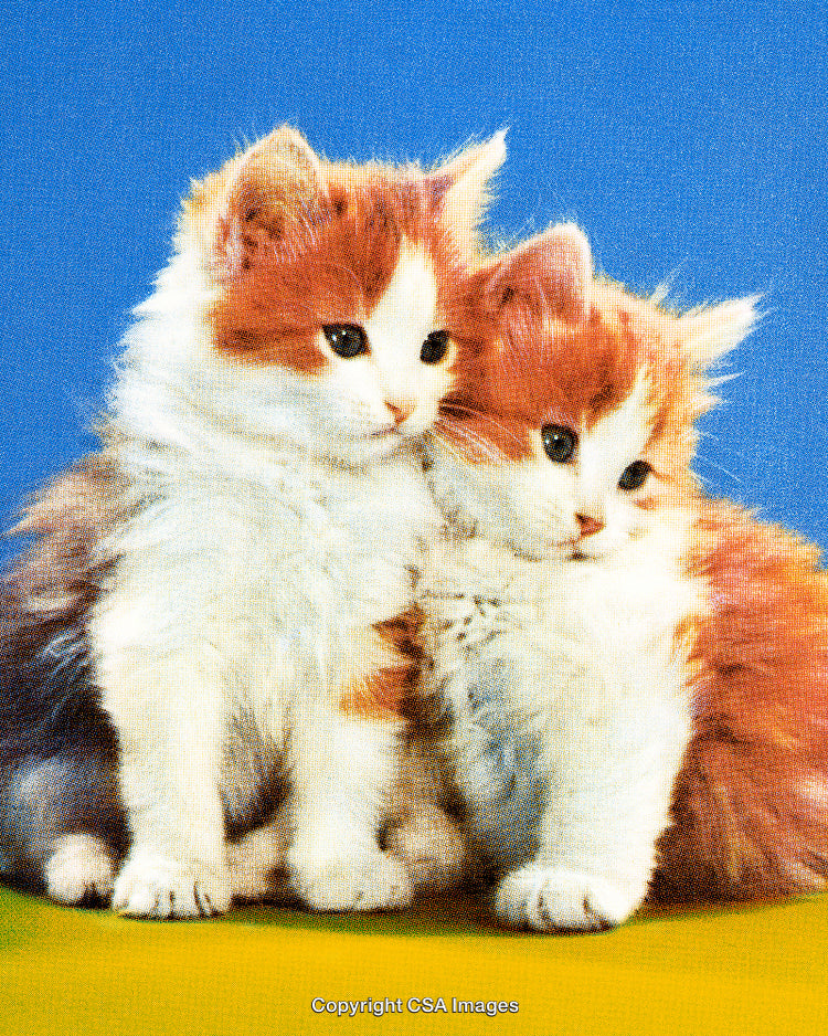 Adorable Pair of Furry Kittens Against a Colorful Background