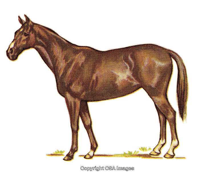 Elegant Illustration of a Brown Horse Standing Gracefully on White Background