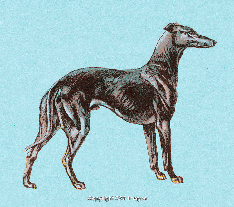 Elegant Illustration of a Greyhound Dog on a Light Blue Background