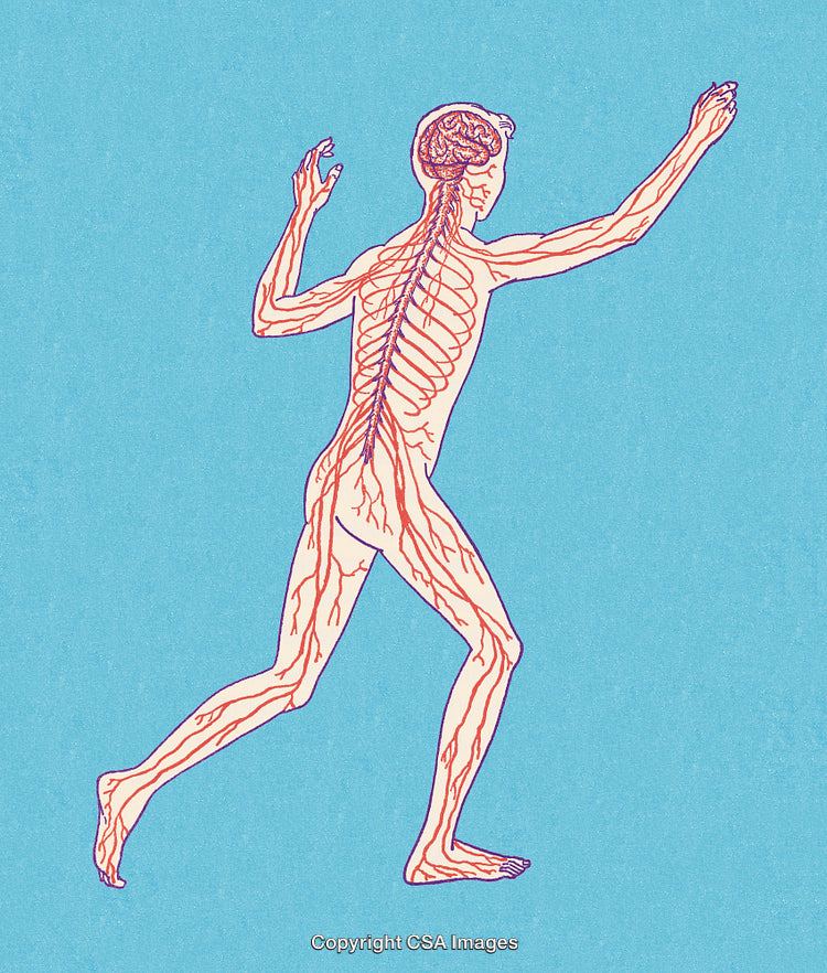 Detailed Illustration of Human Nervous System in a Running Pose