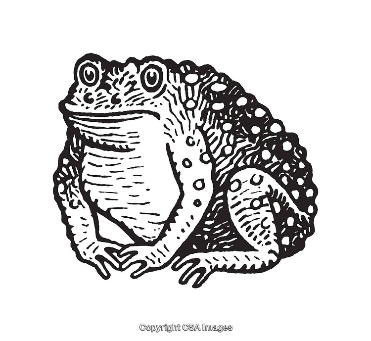Detailed Black and White Line Art Illustration of a Frog Sitting Calmly