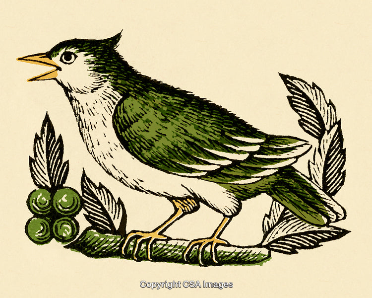 Engraved Illustration of a Green Bird with Decorative Leaves and Berries