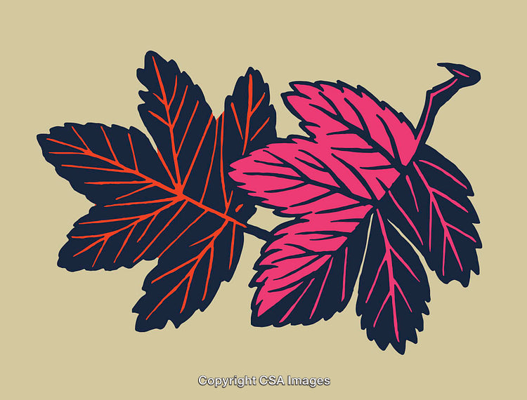 Colorful Illustrated Leaves with Bold Lines on Neutral Background