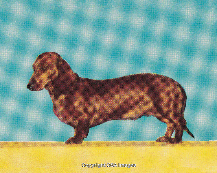 Stylized Dachshund Dog Standing Over Vibrant Yellow Surface and Blue Backdrop