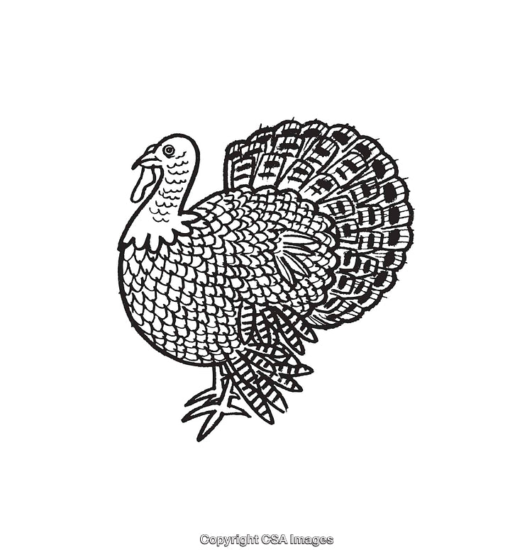 Vintage Line Art Illustration of a Turkey with Stippled Details