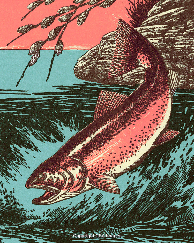Vintage Illustration of Salmon Leaping Over Water Against a Natural Backdrop