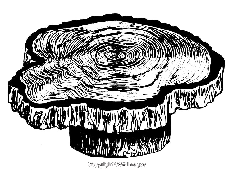 Highly Detailed Black And White Engraving of a Wood Log Cross Section