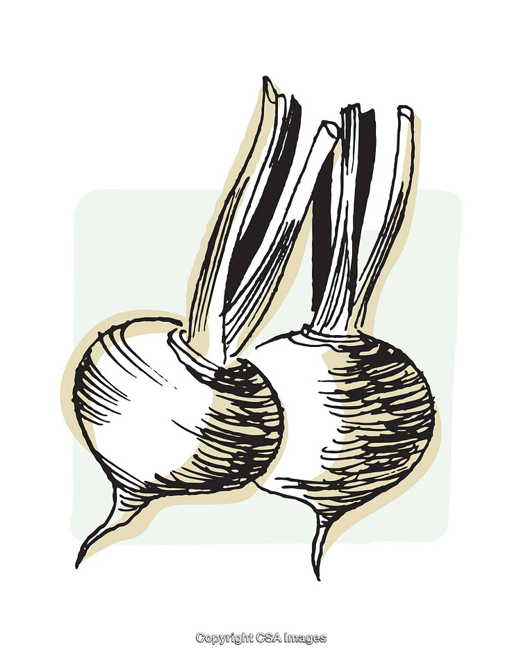 Hand-Drawn Illustration of Fresh Radishes on Light Background