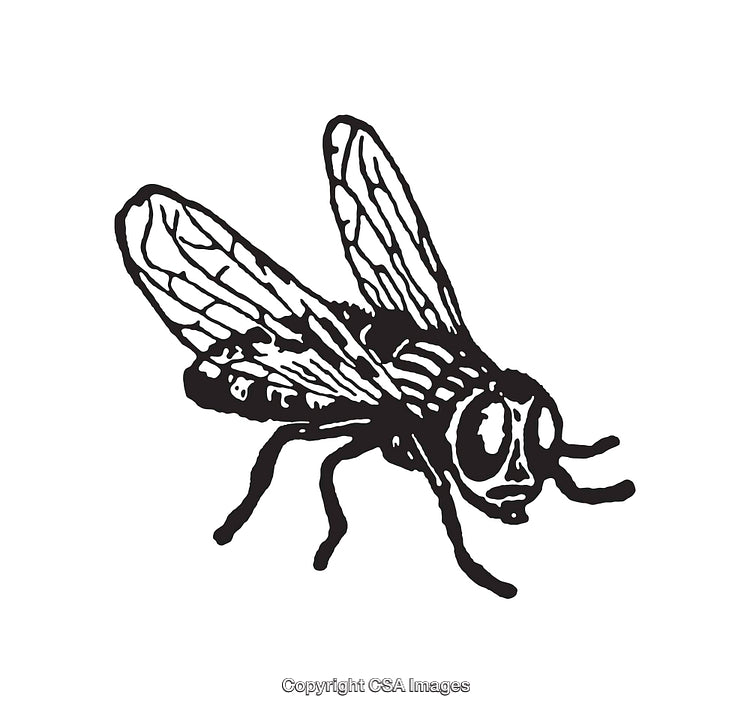 Detailed Black and White Line Art Illustration of a Fly