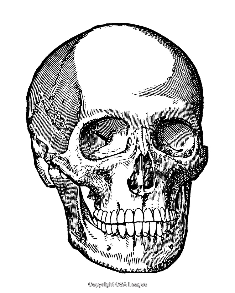 Detailed Black and White Engraving of a Human Skull Illustration