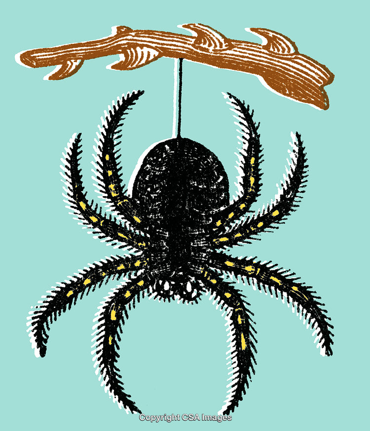 Stylized Black Spider Hanging From Branch on Light Blue Background
