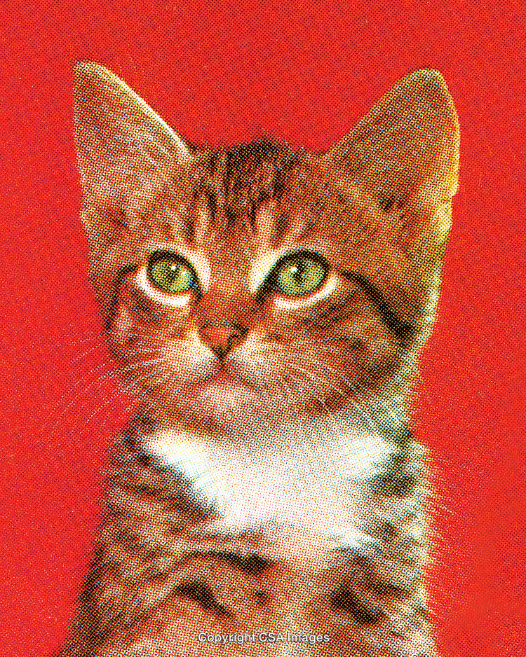 Stylized Portrait of a Tabby Cat Against a Bright Red Background