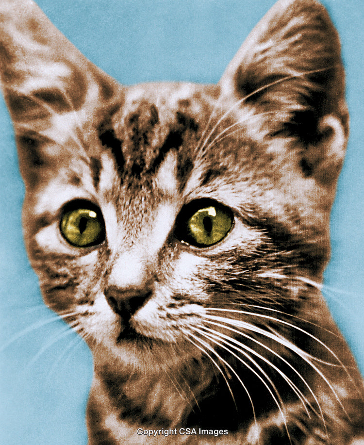 Close-Up of a Curious Cat With Striking Green Eyes and Whiskers