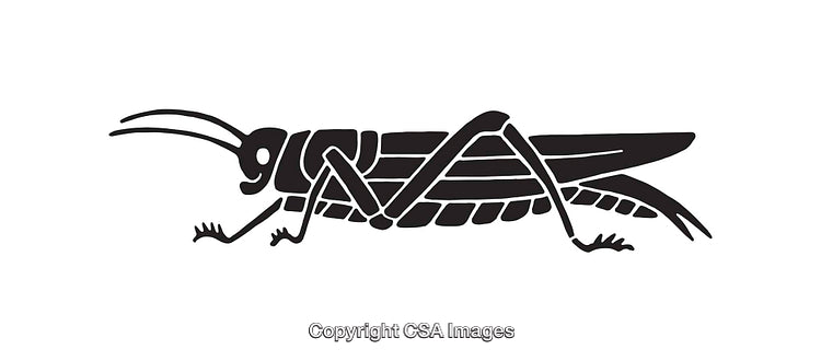 Black and White Line Art Illustration of a Grasshopper