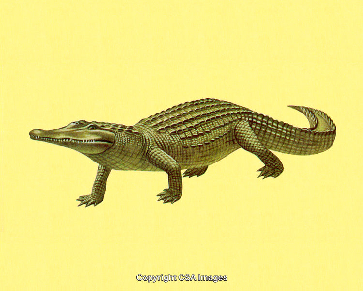 Detailed Illustration of a Green Alligator on a Plain Yellow Background