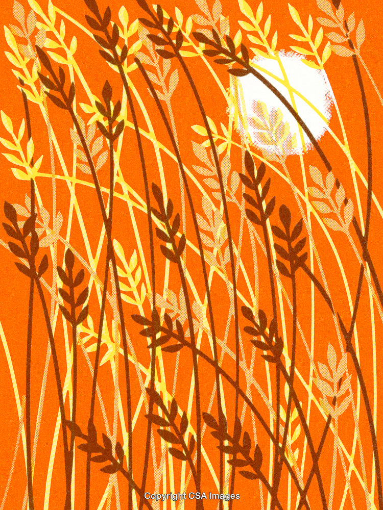 Rustic Golden Wheat Field with Vibrant Orange Sunlit Background