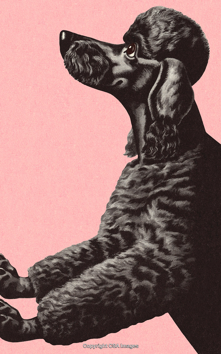 Black Poodle Portrait on Pink Background with Elegant Style and Detail
