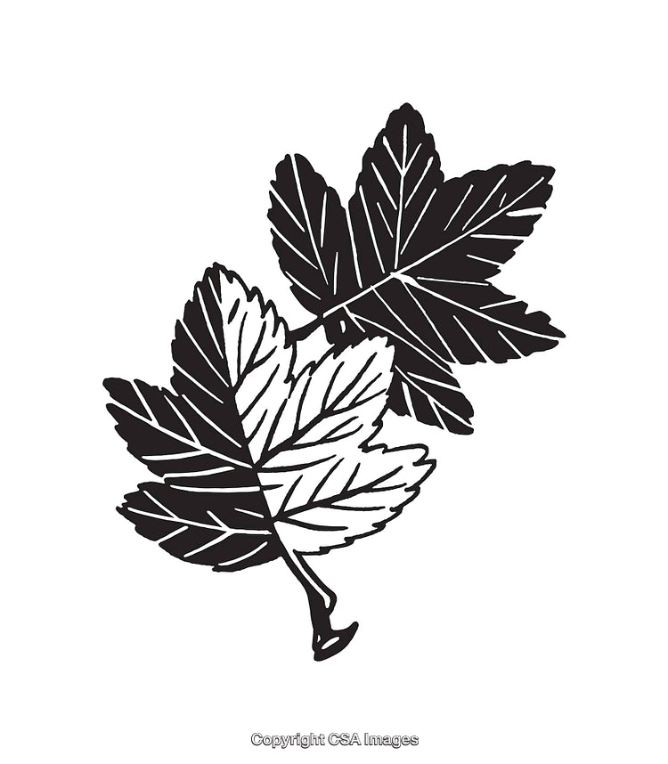 Black and White Line Art Illustration of Detailed Maple Leaf Design