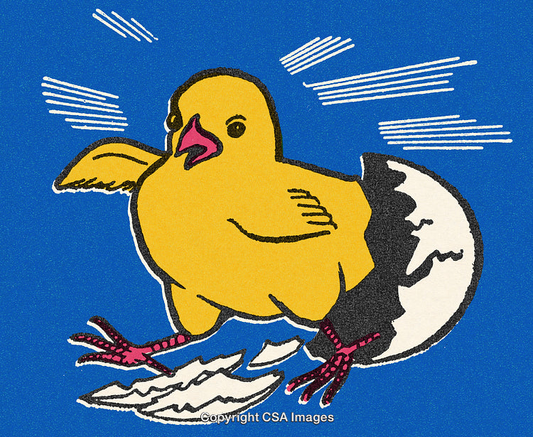 Yellow Chick Hatching From Egg Shell on Bright Blue Background
