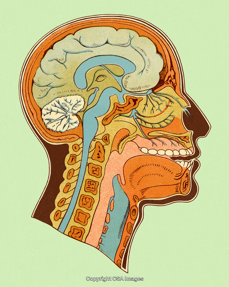 Detailed Vintage Anatomical Illustration of a Human Head's Internal Structure