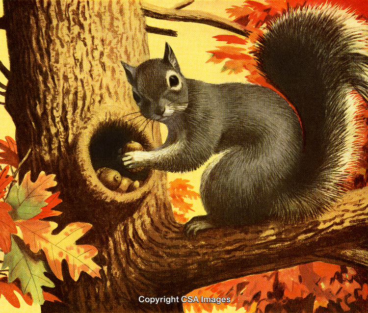 Gray Squirrel Storing Acorns in Autumn forest with Red Leaves on the Tree
