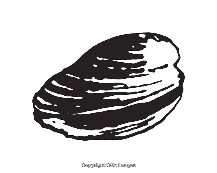Black and White Line Art Illustration of a Seashell